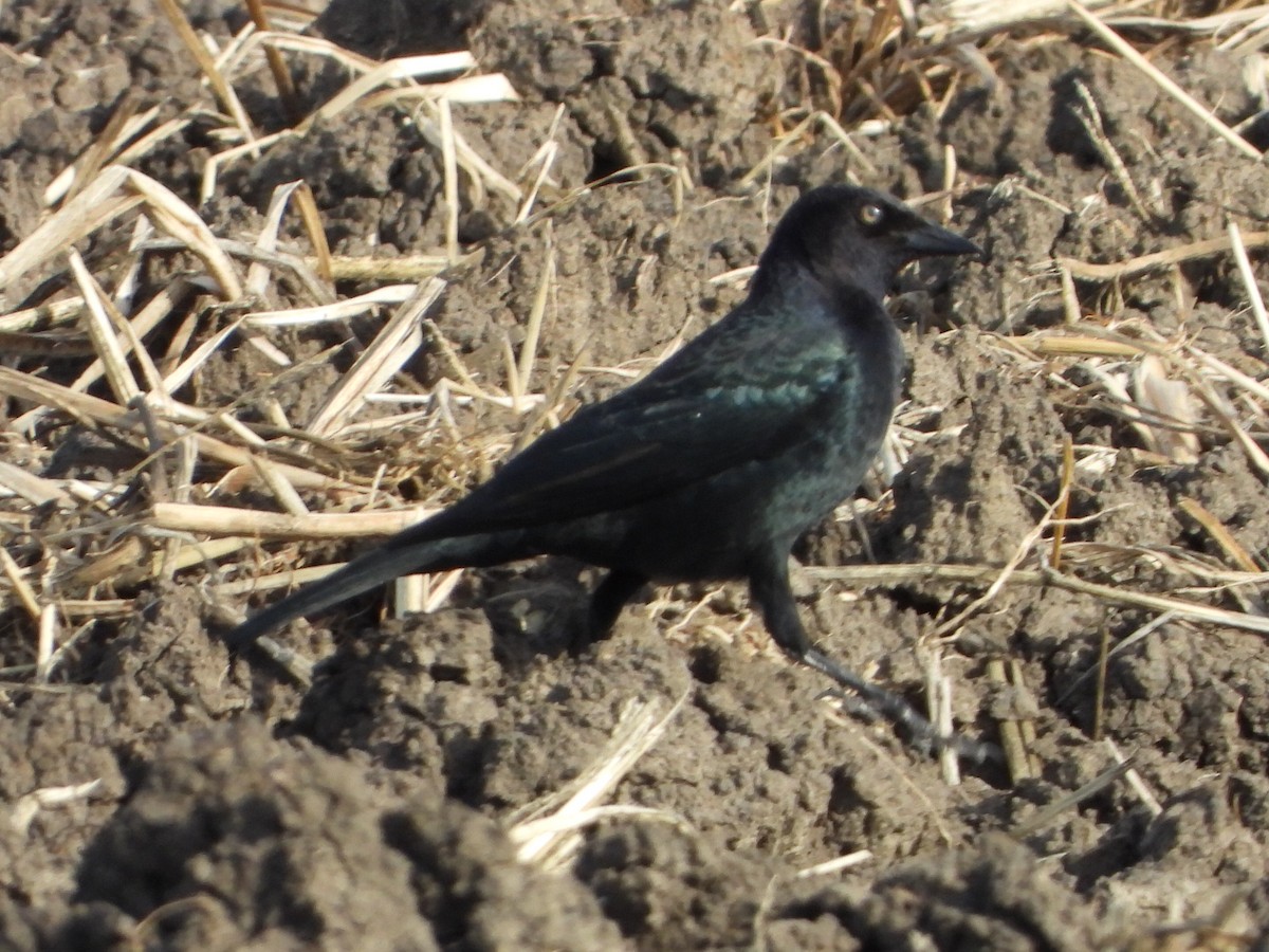 Brewer's Blackbird - ML644666753