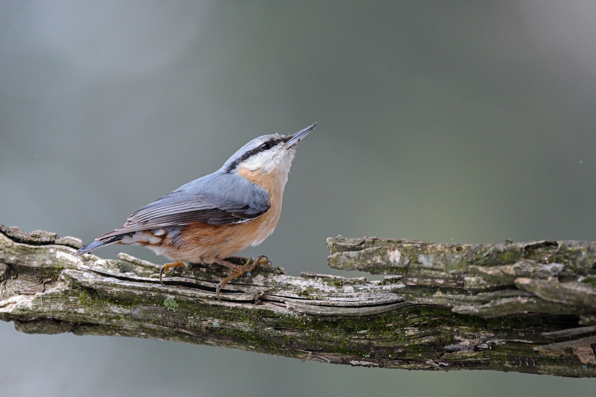Eurasian Nuthatch - ML644666757