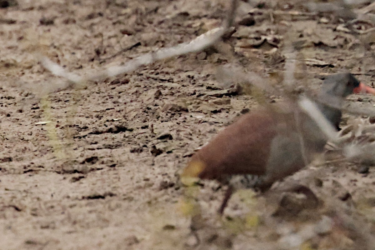 tataupatinamu - ML644666758