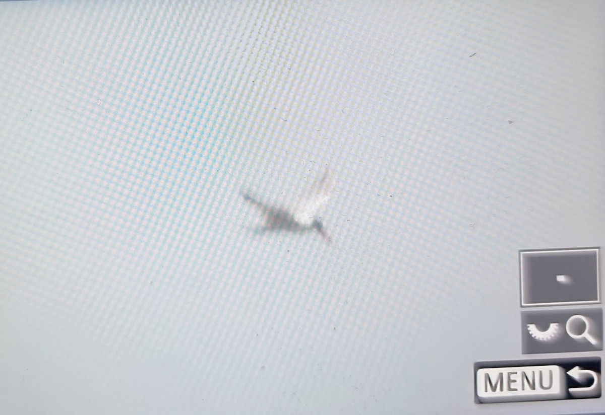 アフリカオオアジサシ - ML644666778