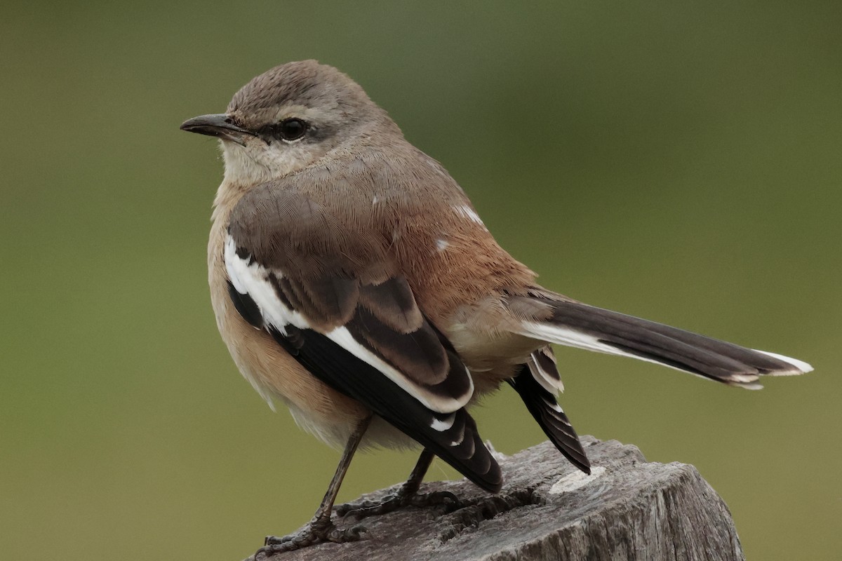 hvitvingespottefugl - ML644666781