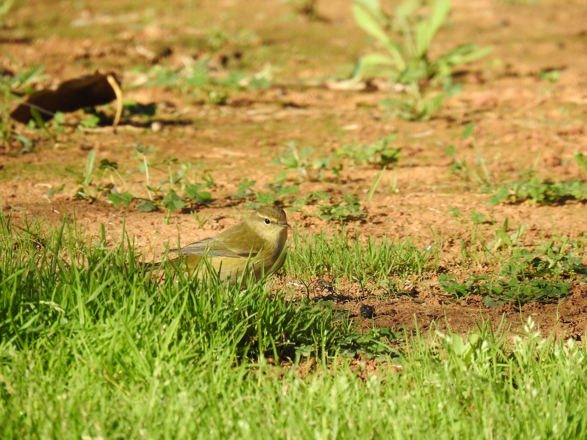 Mosquitero Común - ML644666782