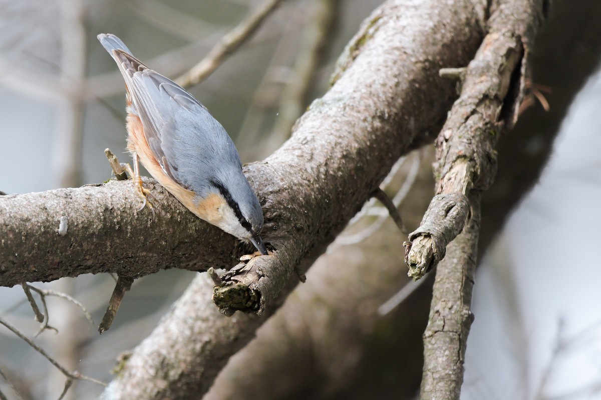 Eurasian Nuthatch - ML644666784