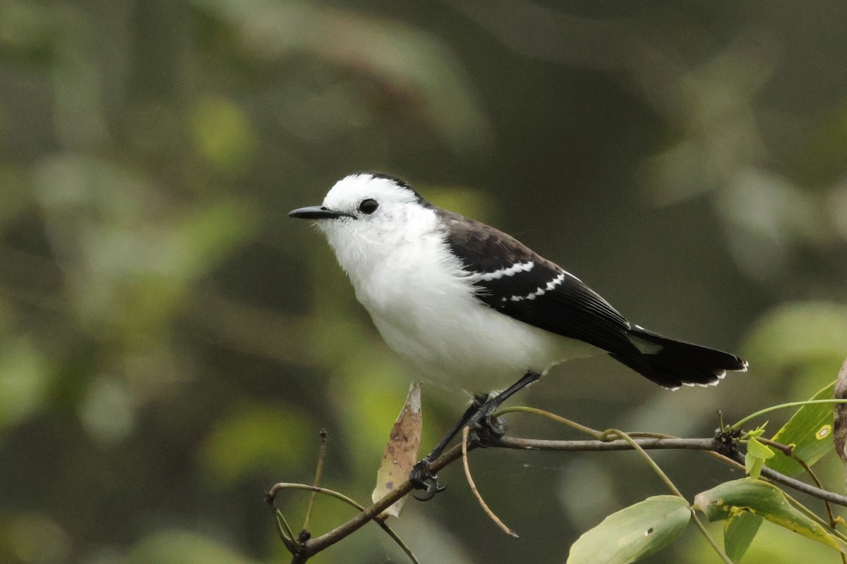 svartryggvanntyrann - ML644666790