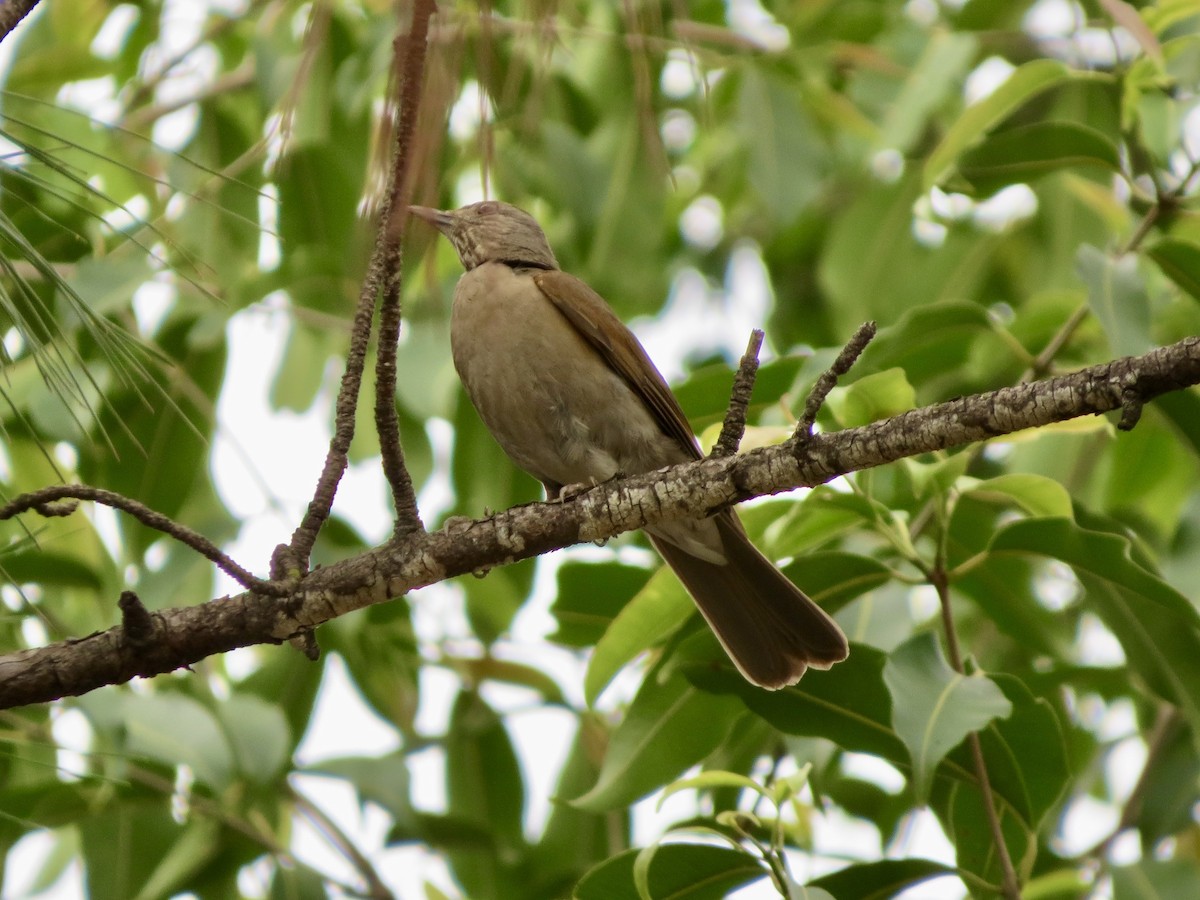 Pale-breasted Thrush - ML644666791