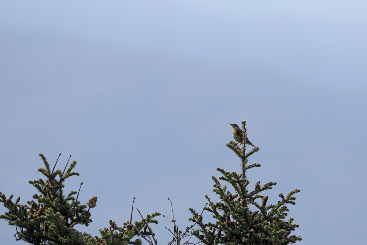 Цагаан хөмсөгт хөөндэй - ML644666798