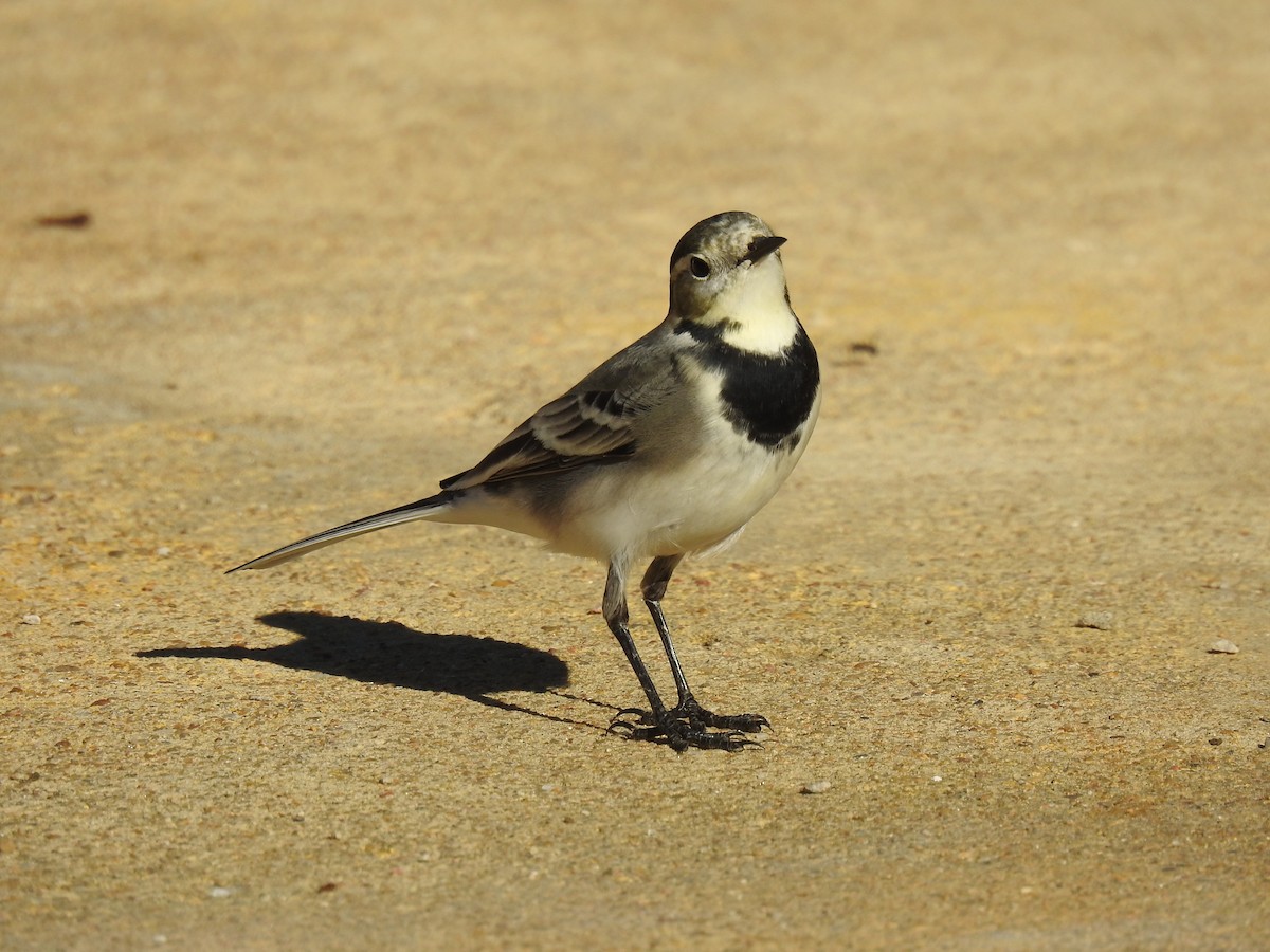 konipas bílý - ML644666799