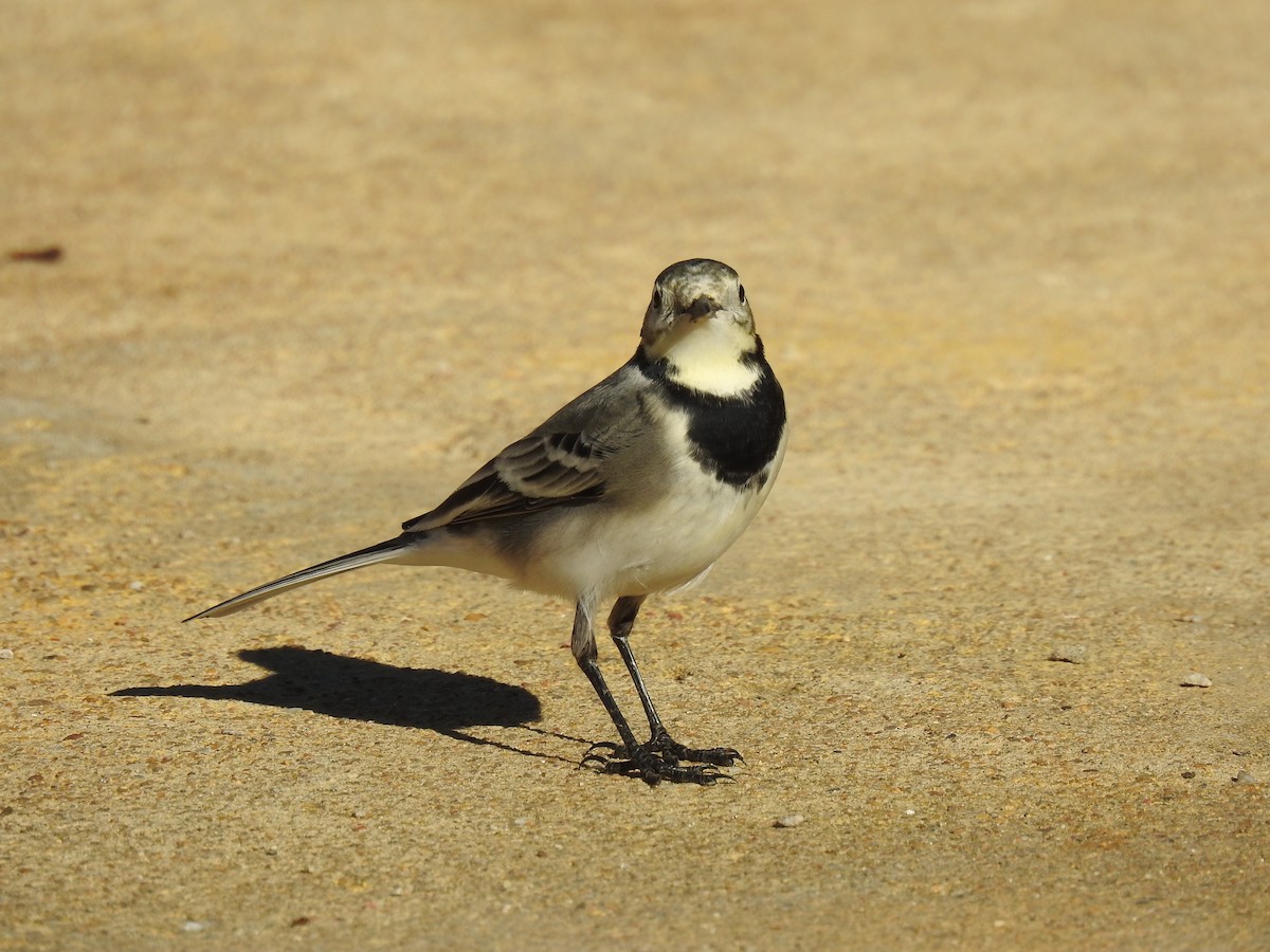 konipas bílý - ML644666800