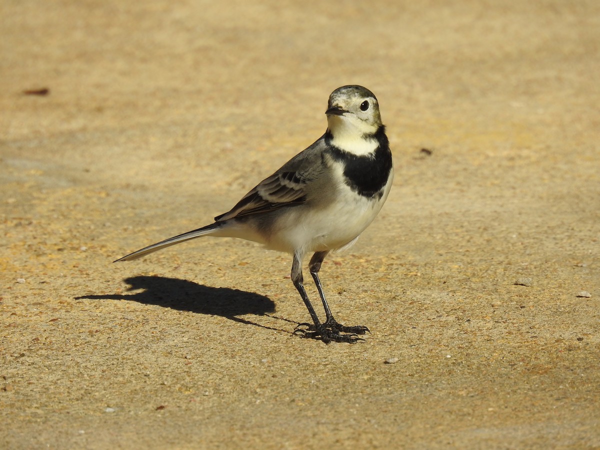 konipas bílý - ML644666801