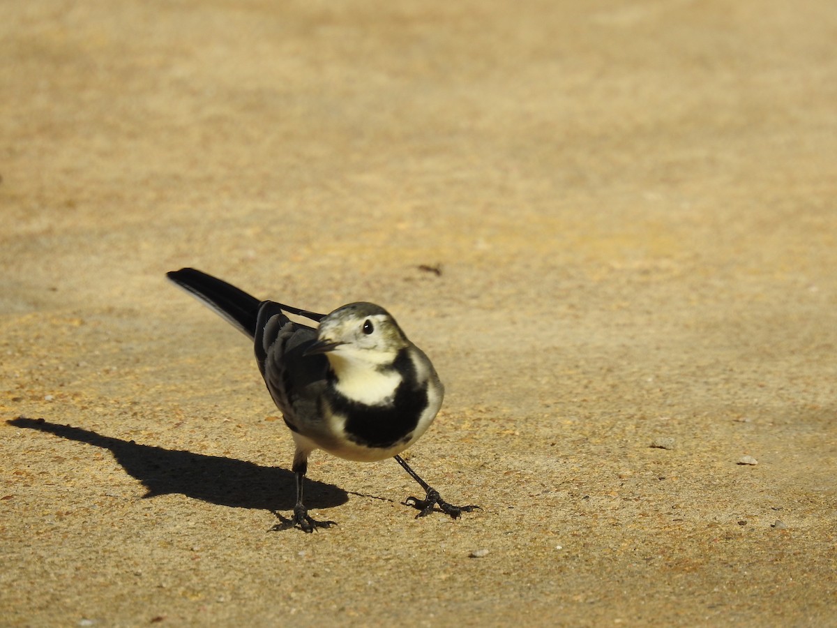 konipas bílý - ML644666802