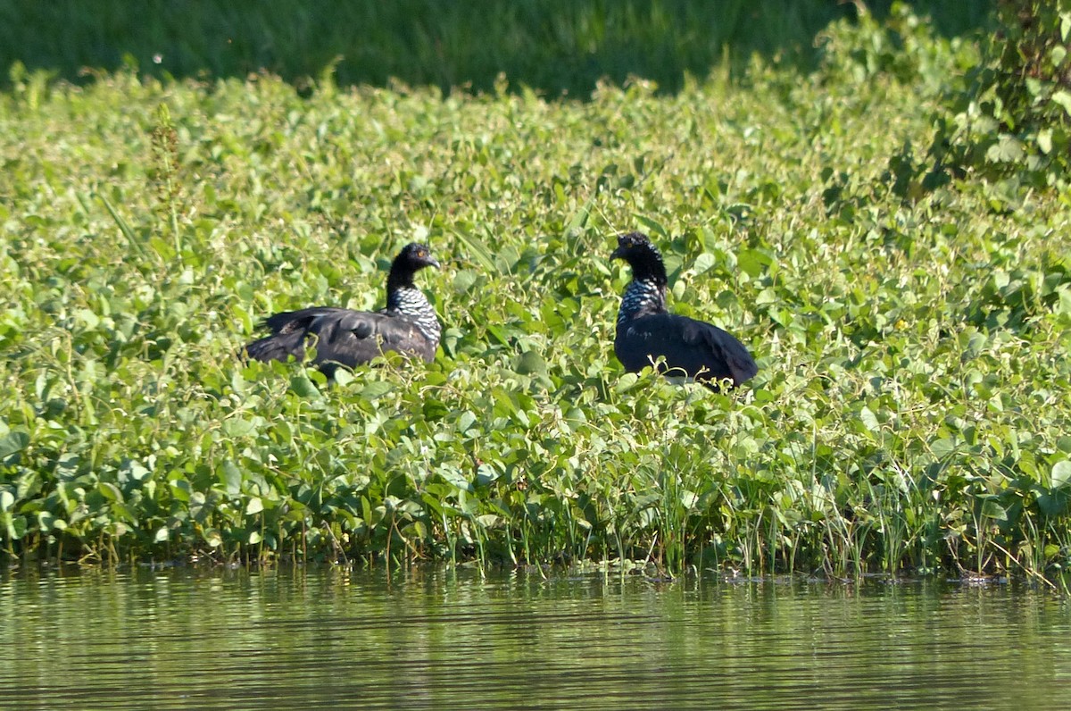 kamiš růžkatý - ML644666803