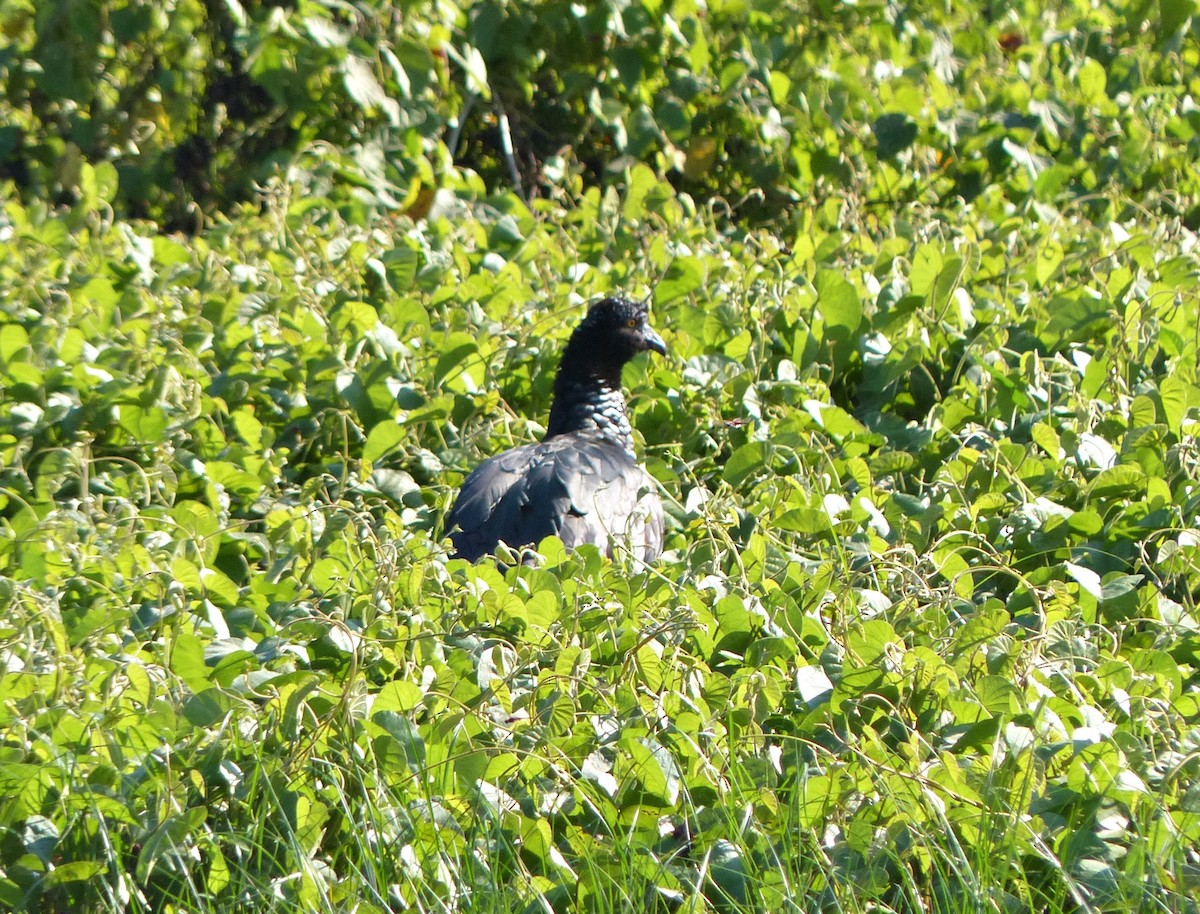 kamiš růžkatý - ML644666804