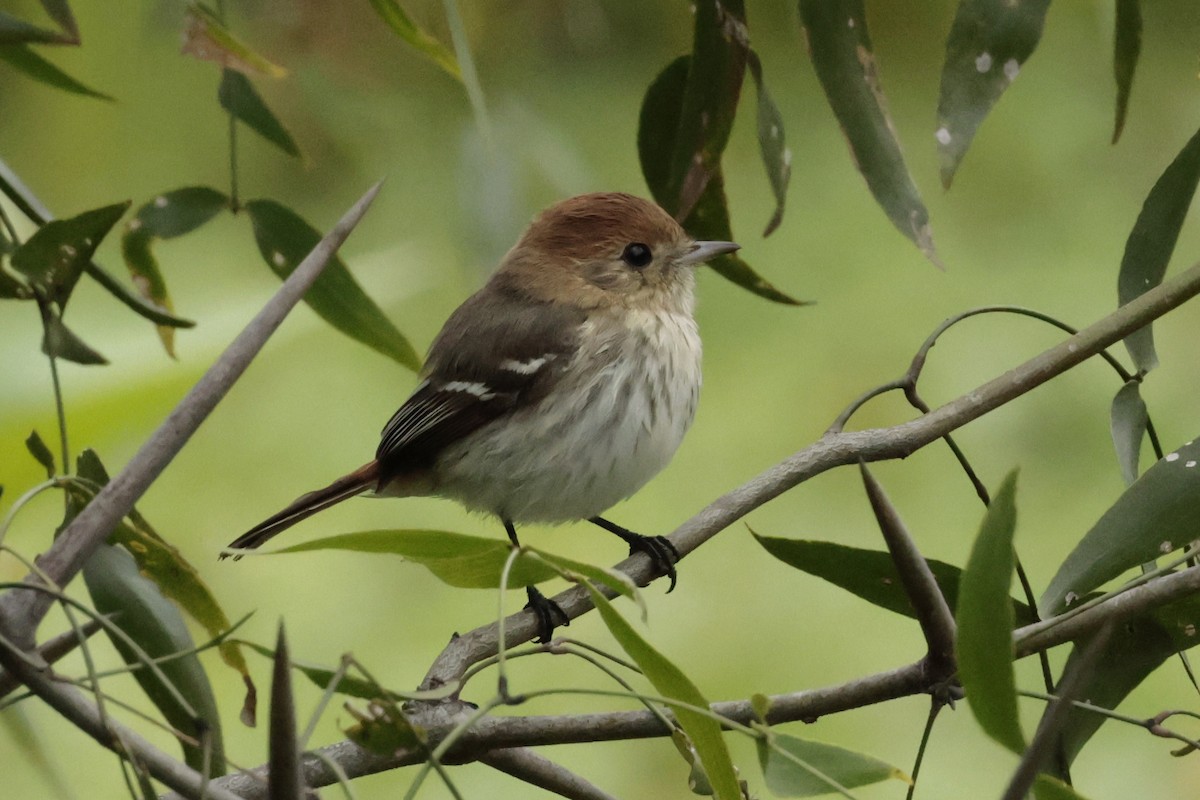 chacosottyrann - ML644666805