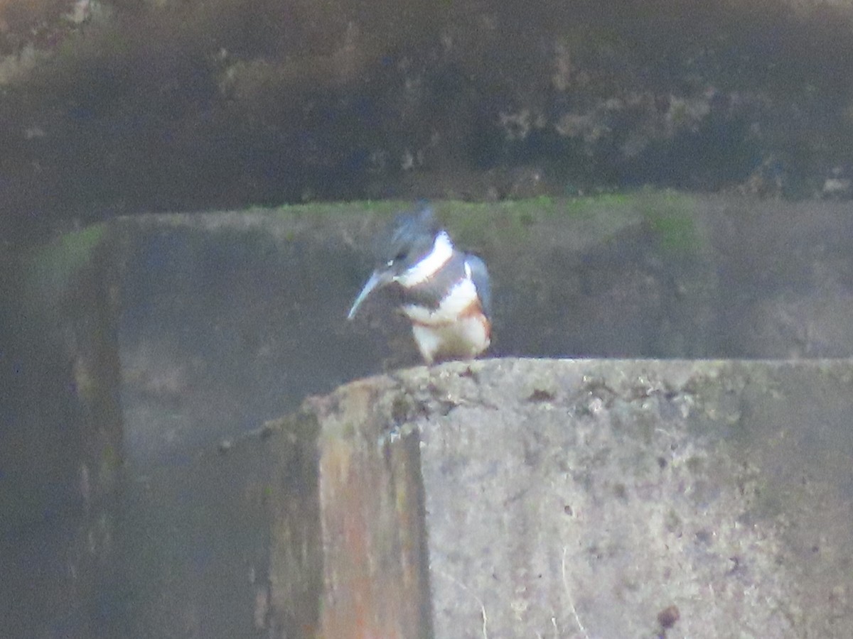 שלדג אמריקני - ML644666814