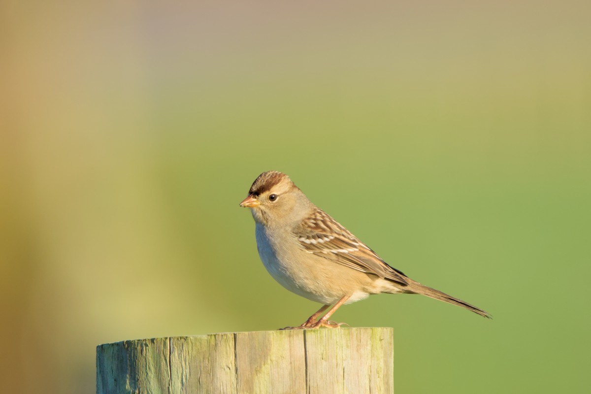 White-crowned Sparrow - ML644666815