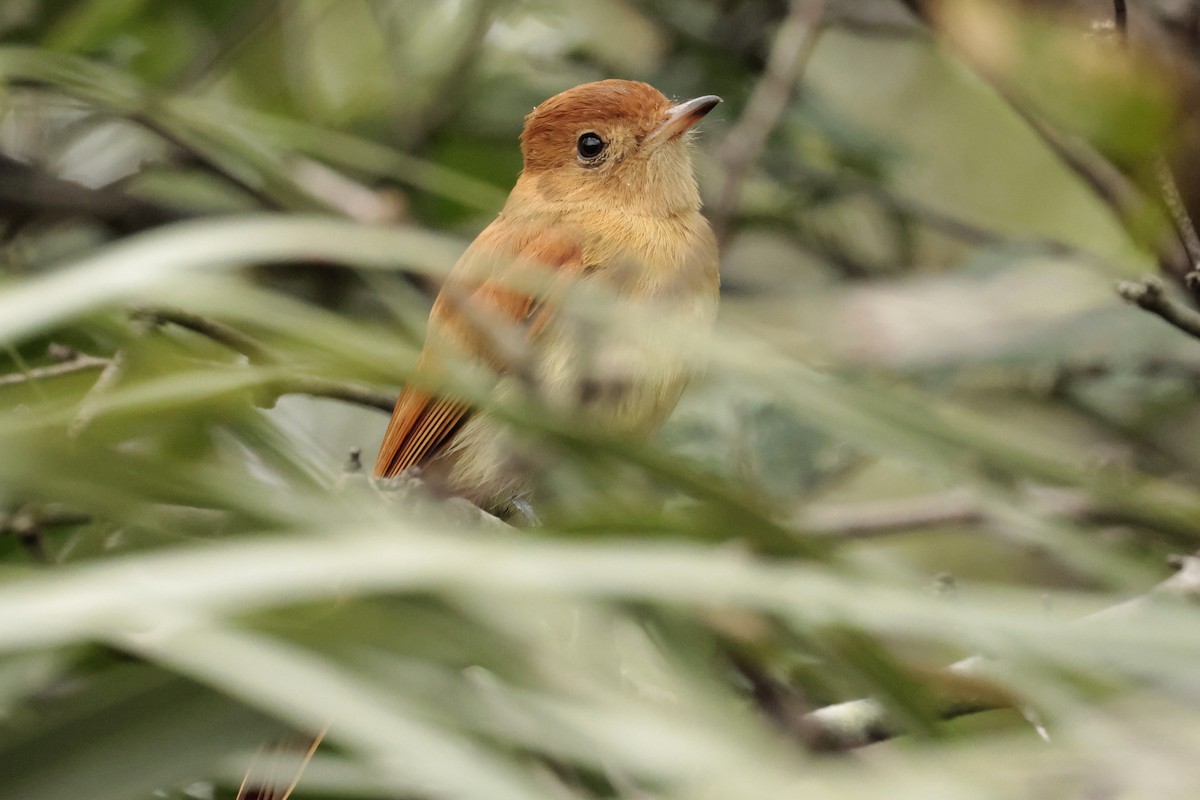 sørrødtyrann - ML644666826