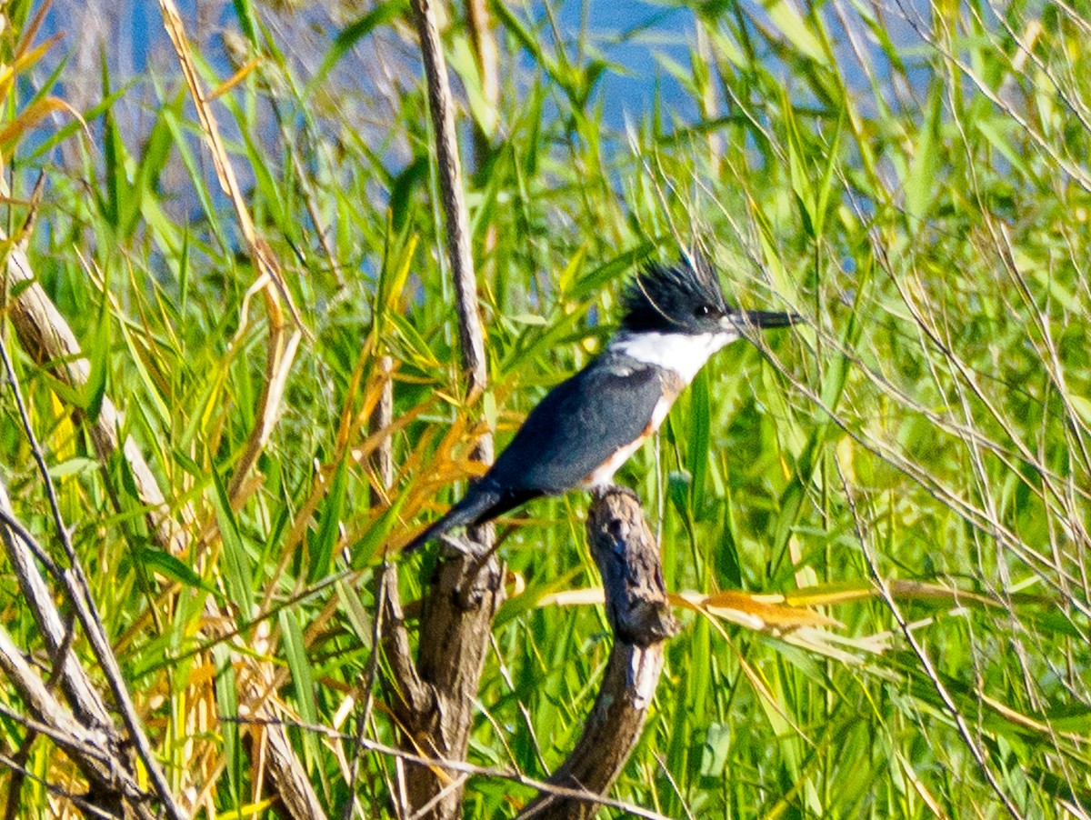 שלדג אמריקני - ML644666833