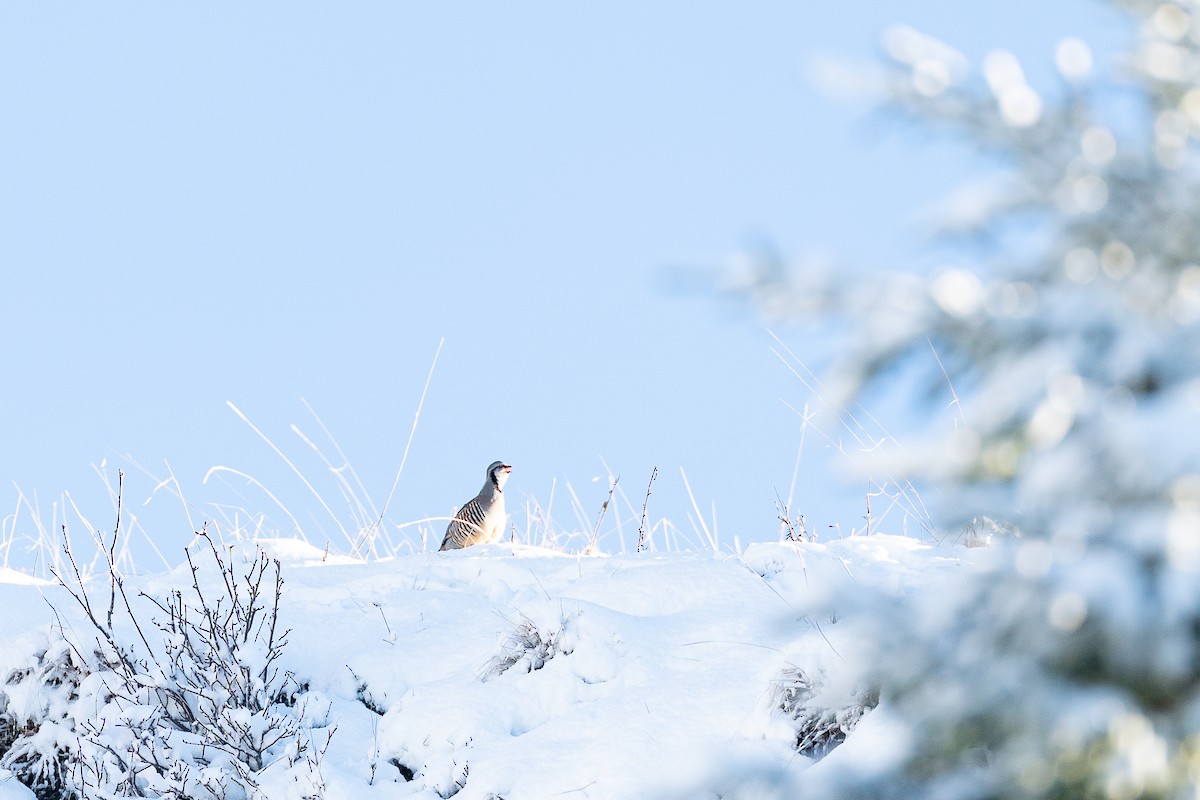 Rock Partridge - ML644666841