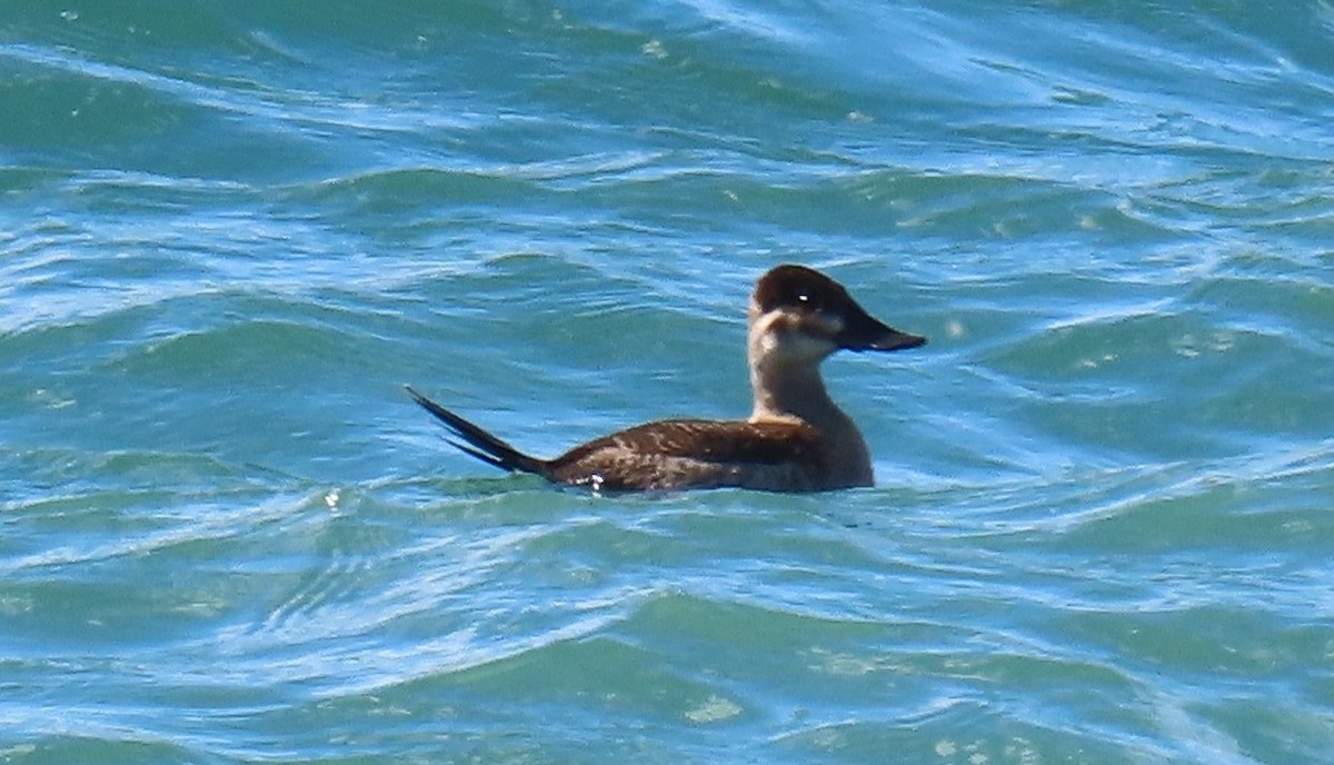 Савка американська - ML644666842