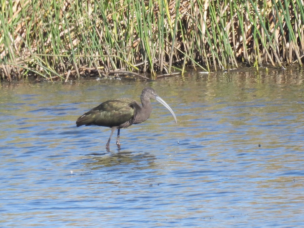 Çeltikçi/Ak Yüzlü Çeltikçi - ML644666843