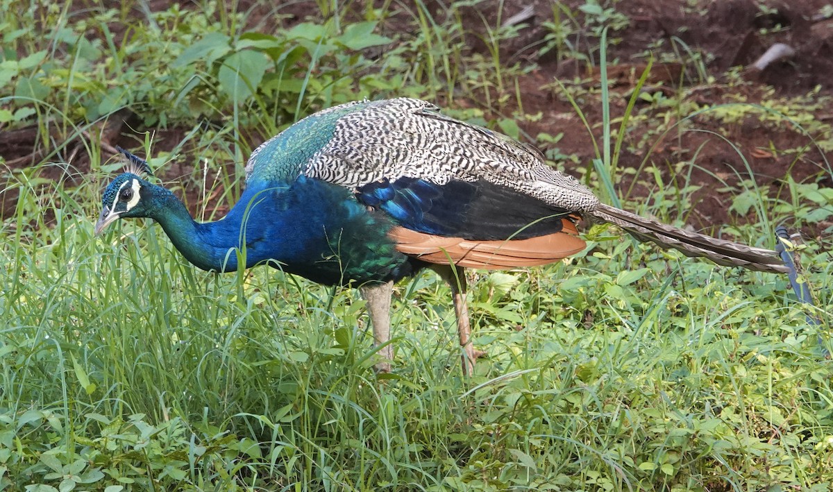 Pavone - ML644666844