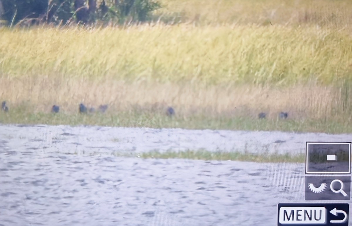 Black Heron - ML644666851