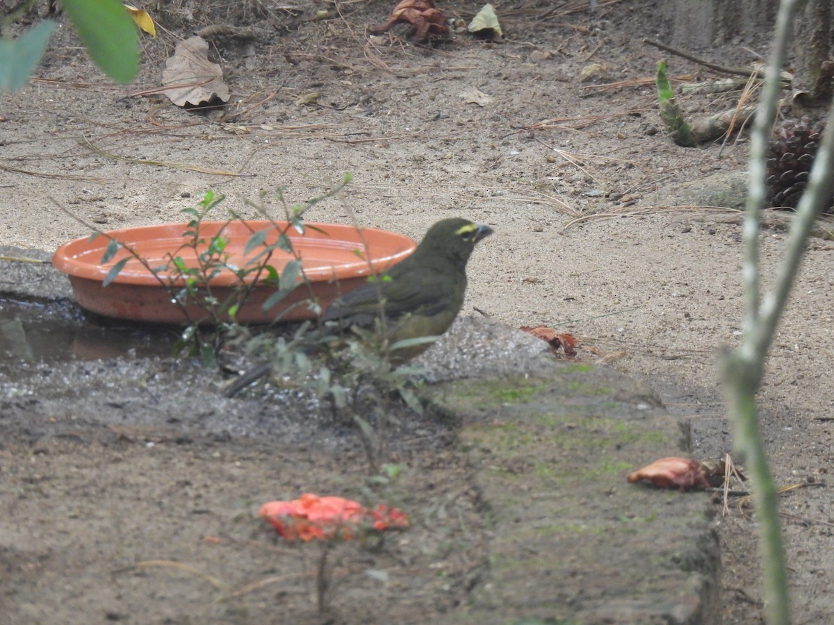 Cinnamon-bellied Saltator - ML644666852