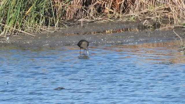 Morito Común/Cariblanco - ML644666859