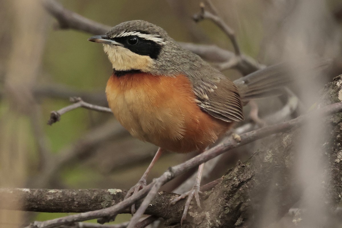 Zeytin Tepeli Hilalgerdan - ML644666867