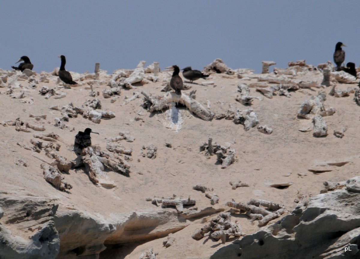 Magnificent Frigatebird - ML644666870
