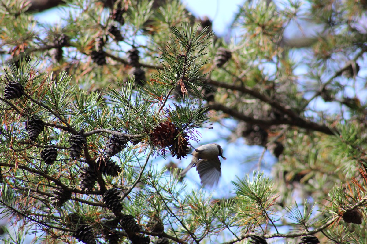 Carolina Chickadee - ML644666874