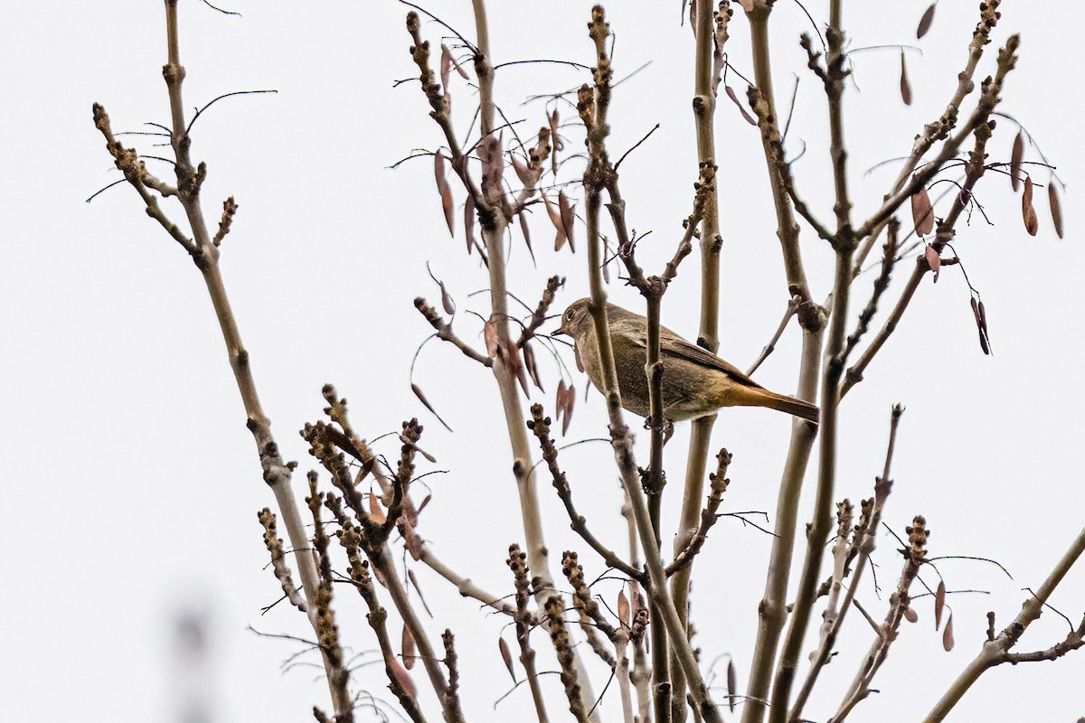 クロジョウビタキ - ML644666878