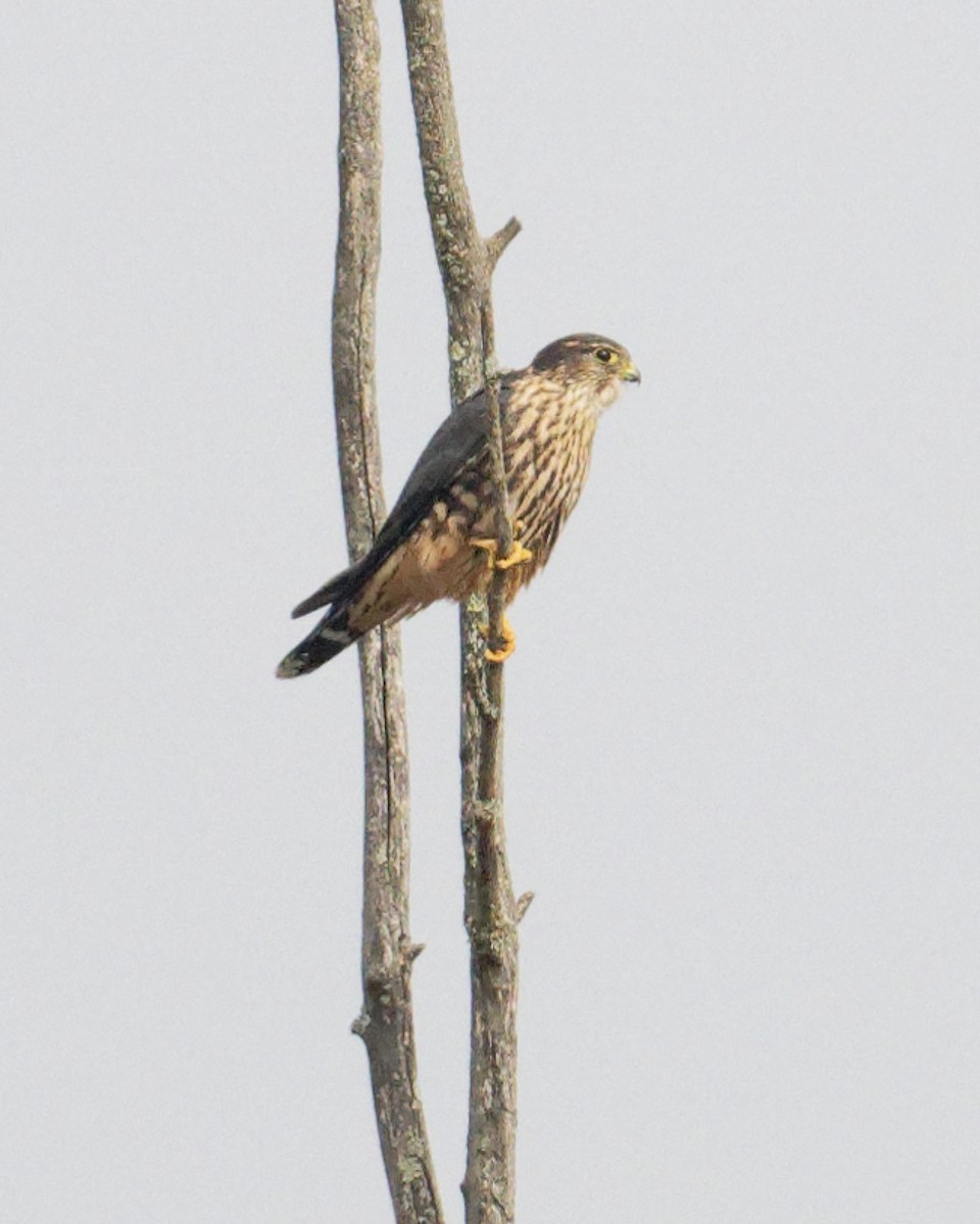 Хайргууна шонхор - ML644666881