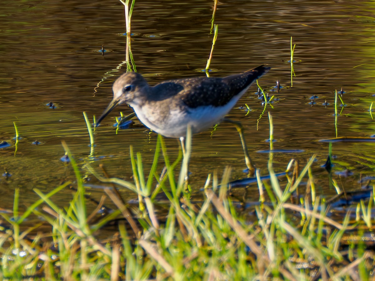 Solitary Sandpiper - ML644666882