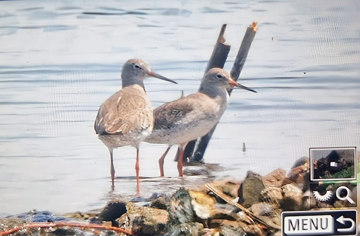 アカアシシギ - ML644666888