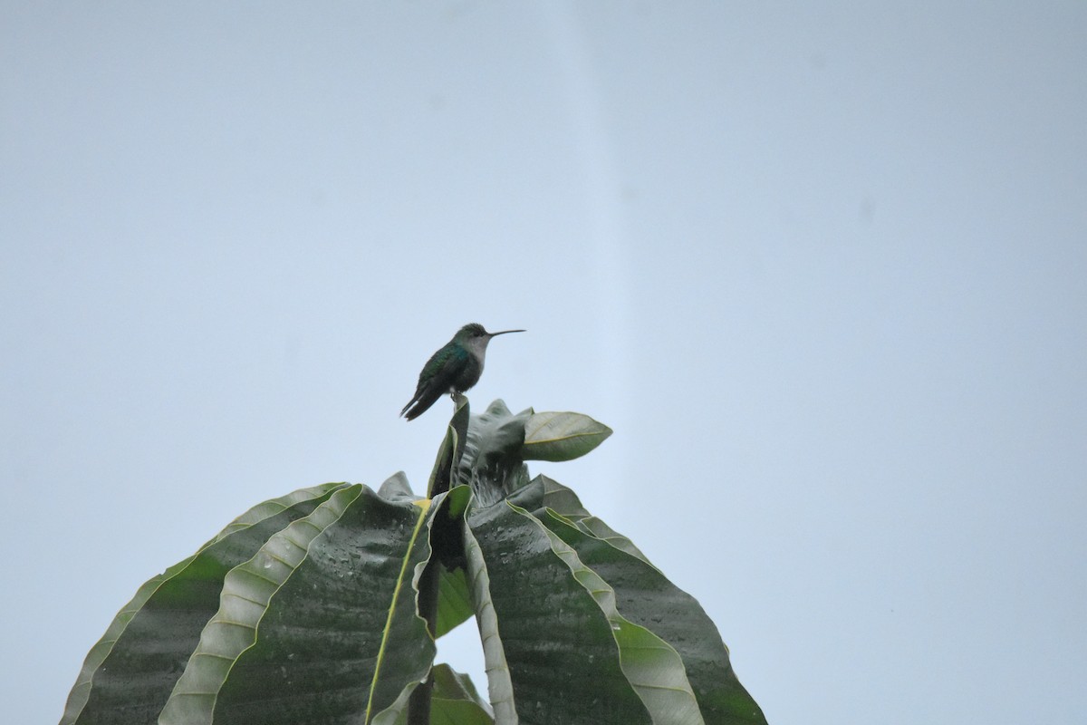 Crowned Woodnymph (Green-crowned) - ML644666890