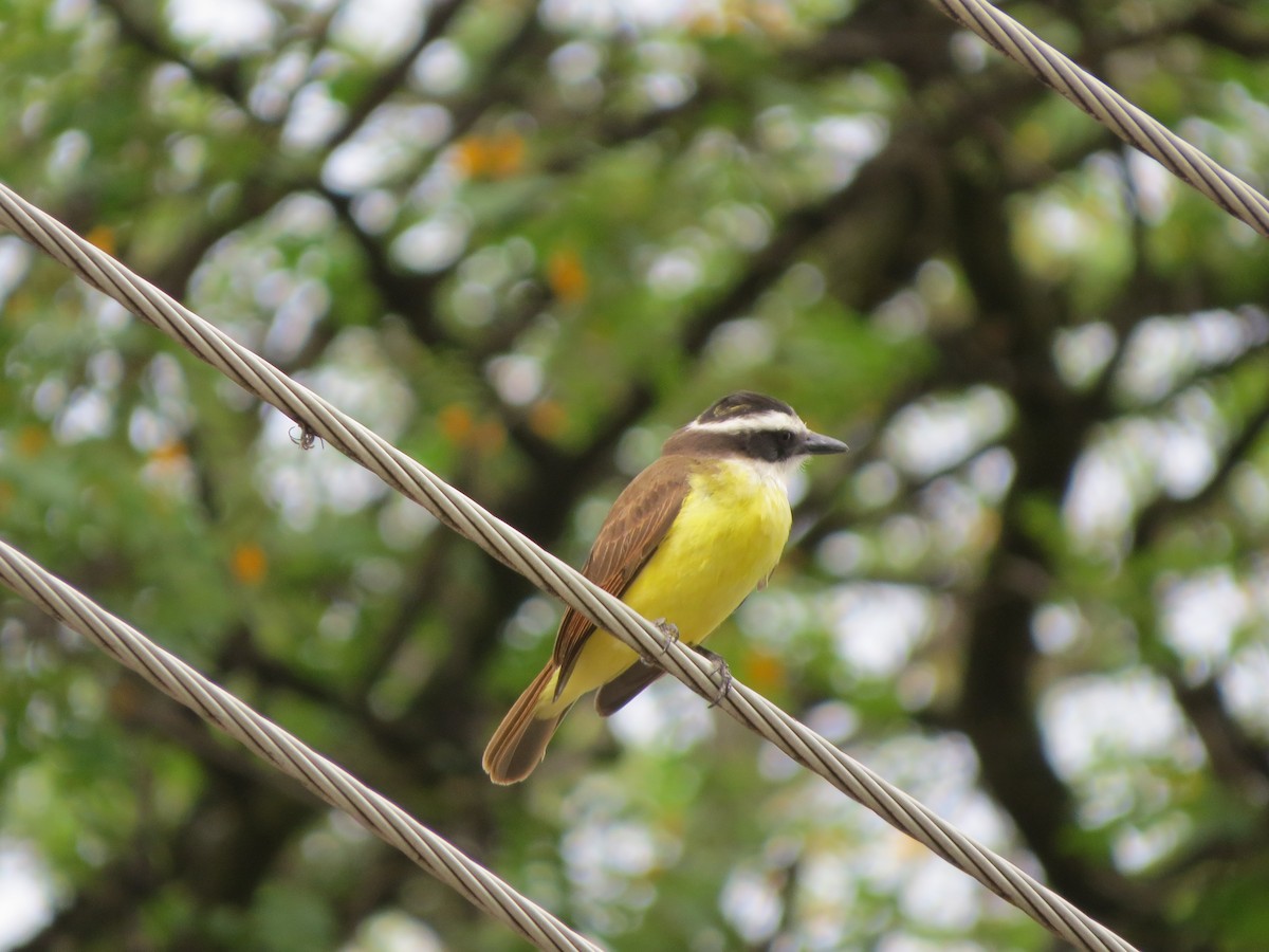 Great Kiskadee - ML644666902