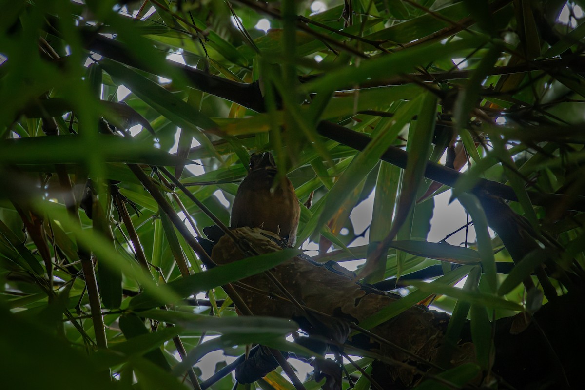 Мурашниця гватемальська - ML644666904