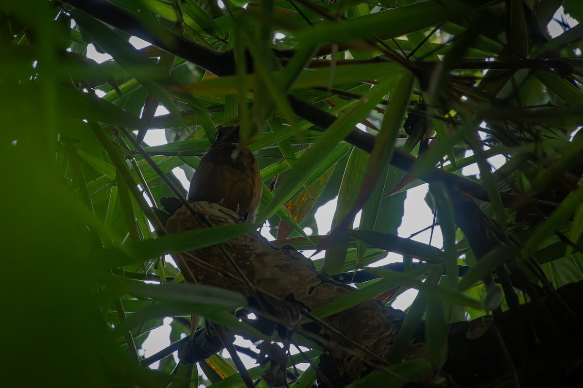 Мурашниця гватемальська - ML644666905