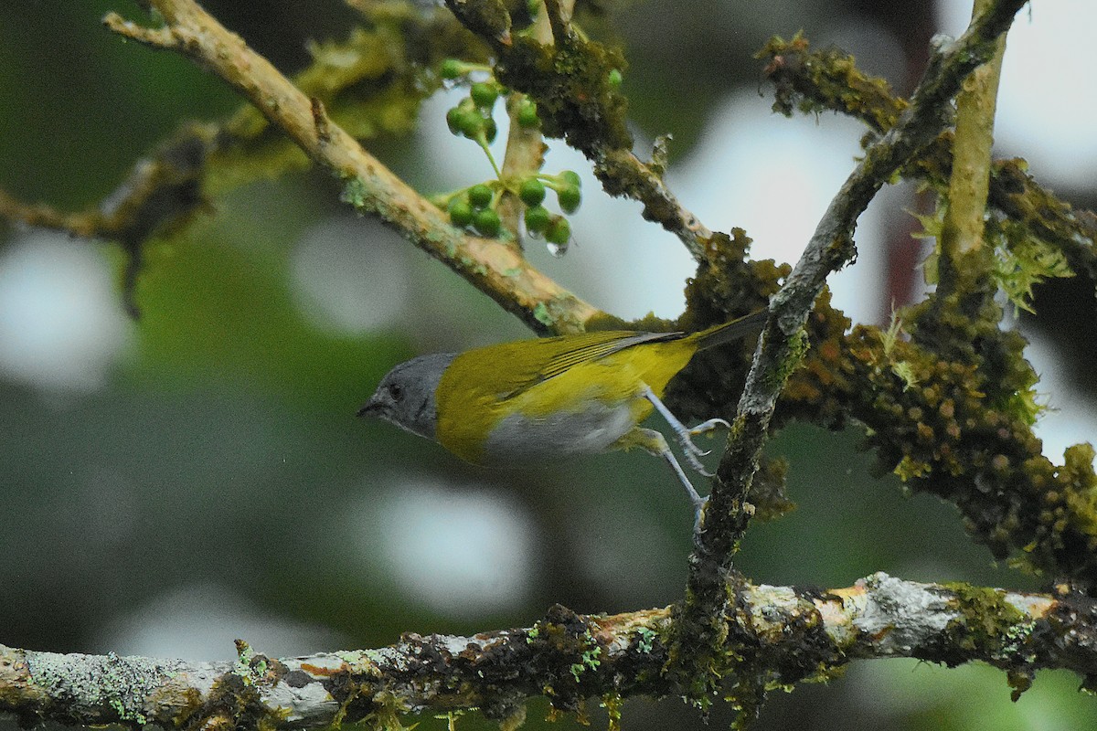 Ashy-throated Chlorospingus - ML644666907