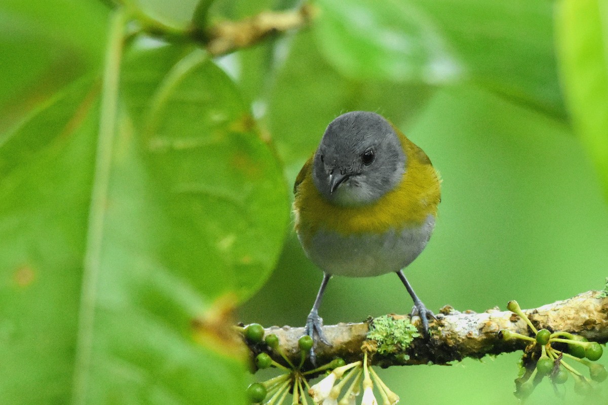 Ashy-throated Chlorospingus - ML644666908