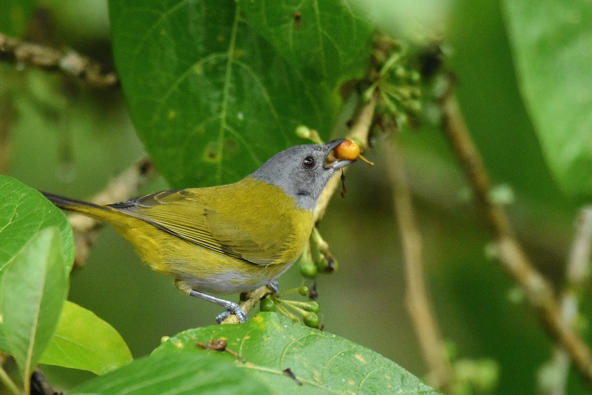 Ashy-throated Chlorospingus - ML644666909