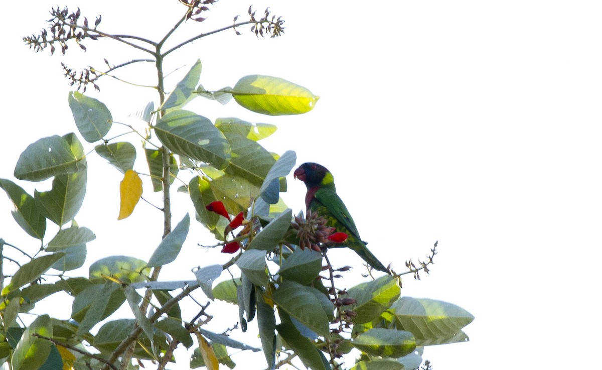 Coconut Lorikeet - ML644666916