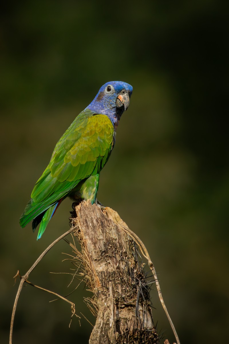 Blue-headed Parrot - ML644666918