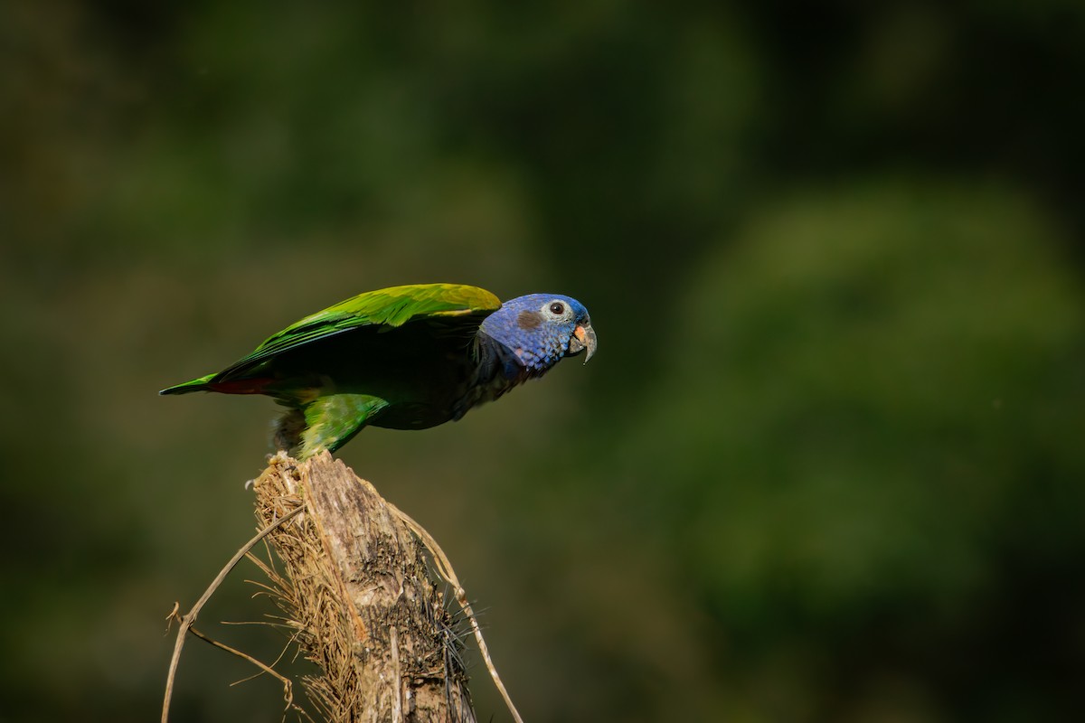 Blue-headed Parrot - ML644666919