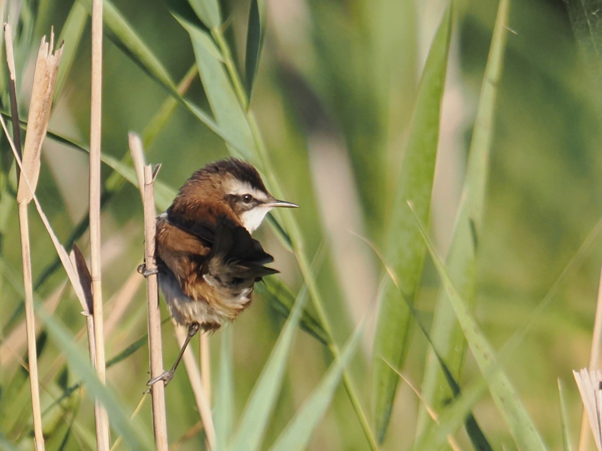Moustached Warbler - ML644666921