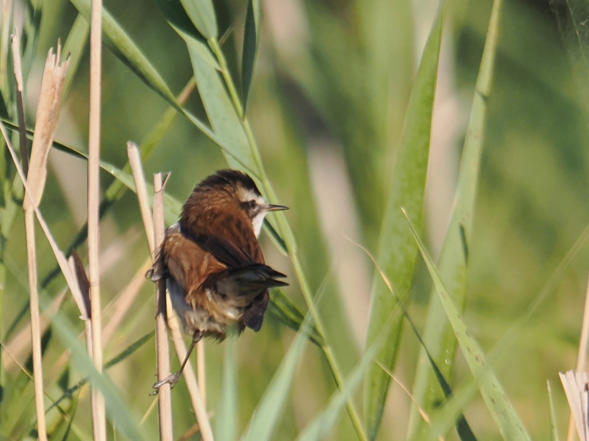 Moustached Warbler - ML644666922