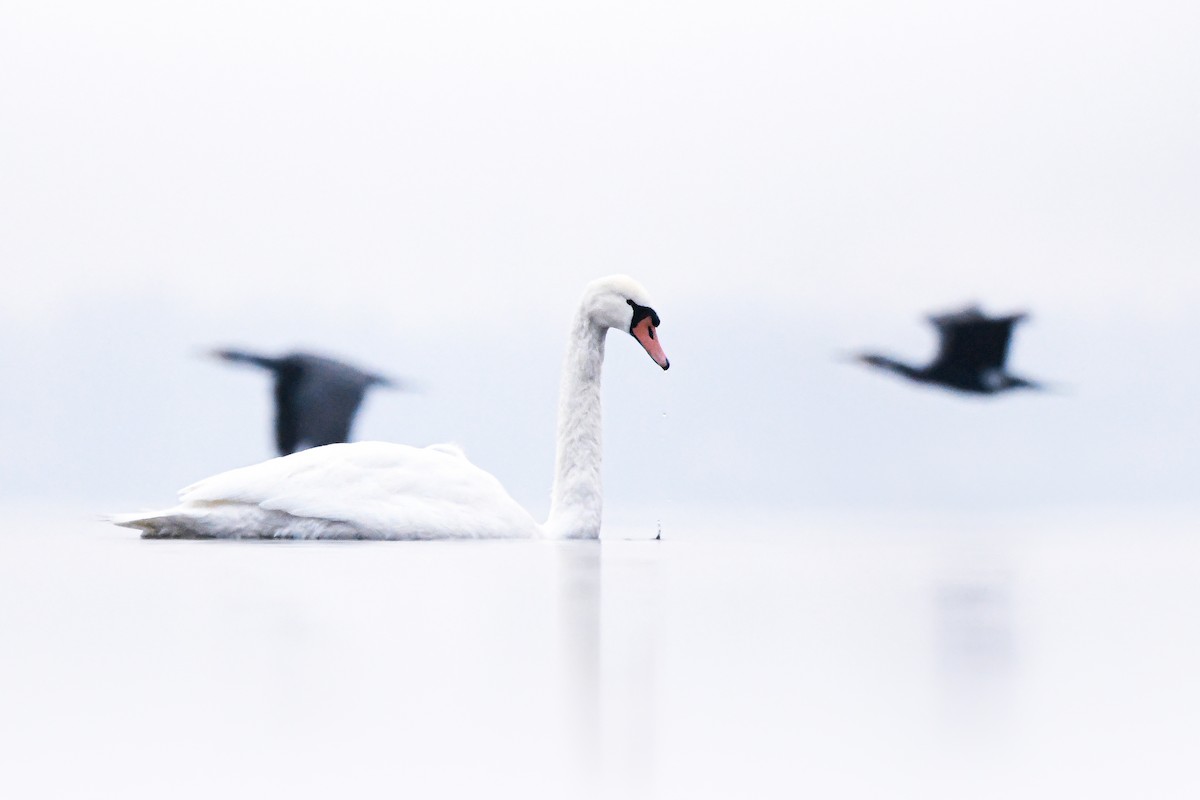 疣鼻天鵝 - ML644666934