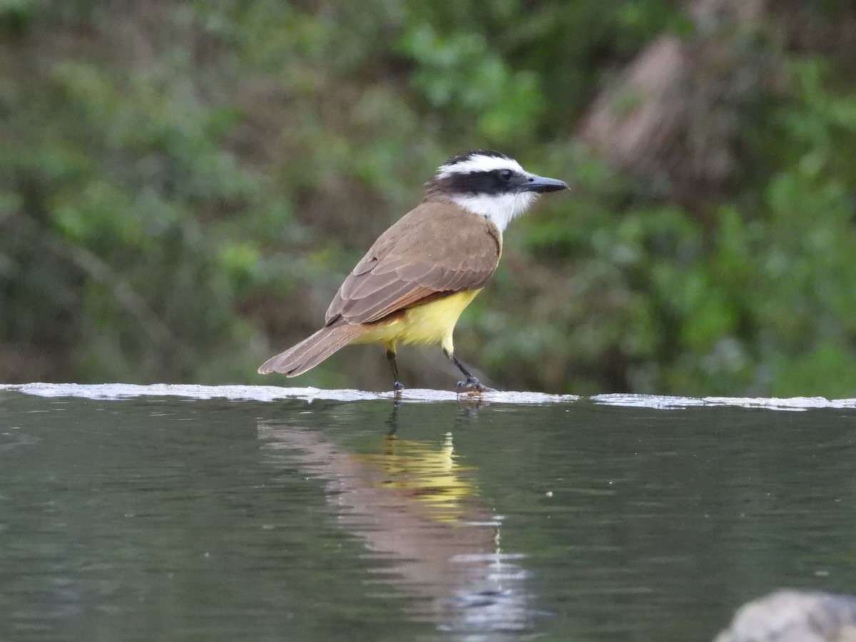 Great Kiskadee - ML644666941