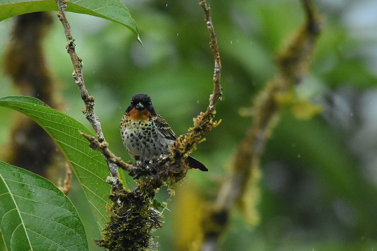 Rufous-throated Tanager - ML644666947